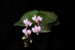 Carica l'immagine nel visualizzatore Galleria, Phalaenopsis Alyos 'OH' (Phal. schilleriana x Phal. finleyi)