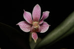 Carica l'immagine nel visualizzatore Galleria, Phalaenopsis Alyos 'OH' (Phal. schilleriana x Phal. finleyi)