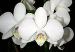 Carica l'immagine nel visualizzatore Galleria, Phalaenopsis amabilis subsp. formosana variegata