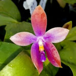 Carica l'immagine nel visualizzatore Galleria, Phalaenopsis bellina var. alba × Phal. tetraspis 'C1'