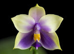 Carica l'immagine nel visualizzatore Galleria, Phalaenopsis bellina f. coerulea