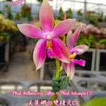 Carica l'immagine nel visualizzatore Galleria, Phalaenopsis bellina var. alba × Phal. tetraspis 'C1'