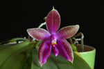 Carica l'immagine nel visualizzatore Galleria, Phalaenopsis corning's bell (corningiana x bellina)