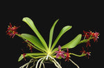 Carica l'immagine nel visualizzatore Galleria, Phalaenopsis cornu-cervi "red" var. chattaladae 4N