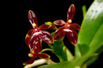Carica l'immagine nel visualizzatore Galleria, Phalaenopsis cornu-cervi "red" var. chattaladae 4N