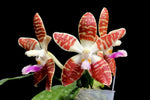 Carica l'immagine nel visualizzatore Galleria, Phalaenopsis Double Eagle (Phal. corningiana × Phal. sumatrana)