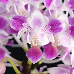 Carica l'immagine nel visualizzatore Galleria, Phalaenopsis equestris 'Pink Anchor' (peloric)