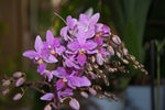 Carica l'immagine nel visualizzatore Galleria, Phalaenopsis equestris "Graz"