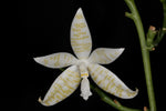 Carica l'immagine nel visualizzatore Galleria, Phalaenopsis hieroglyphica var. alba