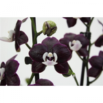 Carica l'immagine nel visualizzatore Galleria, Phalaenopsis Kaoda Twinkle