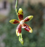 Carica l'immagine nel visualizzatore Galleria, Phalaenopsis kunstleri x macassar