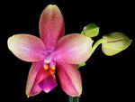 Carica l'immagine nel visualizzatore Galleria, Phalaenopsis Sweet Memory "Liodoro"