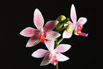 Carica l'immagine nel visualizzatore Galleria, Phalaenopsis Little Sister (Phal. maculata x Phal. equestris)