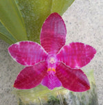 Carica l'immagine nel visualizzatore Galleria, Phalaenopsis lueddemanniana Mindanao Type
