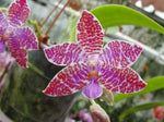 Carica l'immagine nel visualizzatore Galleria, Phalaenopsis lueddemanniana ("Cramer" x "Popow")