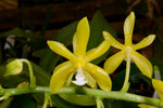 Carica l'immagine nel visualizzatore Galleria, Phalaenopsis mannii var. flava
