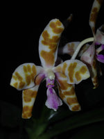 Carica l'immagine nel visualizzatore Galleria, Phalaenopsis mariae yellow