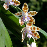 Carica l'immagine nel visualizzatore Galleria, Phalaenopsis mariae yellow