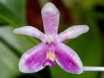 Carica l'immagine nel visualizzatore Galleria, Phalaenopsis modesta