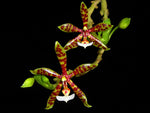 Carica l'immagine nel visualizzatore Galleria, Phalaenopsis panterina