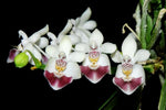 Carica l'immagine nel visualizzatore Galleria, Phalaenopsis parishii