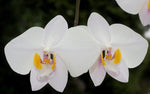 Carica l'immagine nel visualizzatore Galleria, Phalaenopsis philippinensis