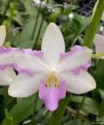 Carica l'immagine nel visualizzatore Galleria, Phalaenopsis pulcherrima 'Red'