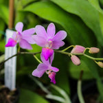 Carica l'immagine nel visualizzatore Galleria, Phalaenopsis pulcherrima var. coerulea x Phalaenopsis lindenii