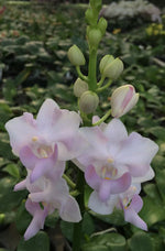 Carica l'immagine nel visualizzatore Galleria, Phalaenopsis Purple Gem (Phal. pulcherrima 'blue' × Phal. equestris var. alba) "Pink"
