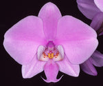 Carica l'immagine nel visualizzatore Galleria, Phalaenopsis schilleriana