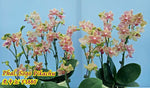 Carica l'immagine nel visualizzatore Galleria, Phalaenopsis Sogo Pikachu '3880'