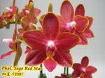 Carica l'immagine nel visualizzatore Galleria, Phalaenopsis Sogo Red Star