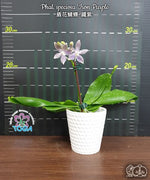 Carica l'immagine nel visualizzatore Galleria, Phalaenopsis speciosa 'Iron Purple'