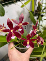 Carica l'immagine nel visualizzatore Galleria, Phalaenopsis speciosa x cornu-cervi f. chattaladae