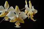 Carica l'immagine nel visualizzatore Galleria, Phalaenopsis stuartiana var. nobilis