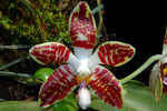 Carica l'immagine nel visualizzatore Galleria, Phalaenopsis sumatrana