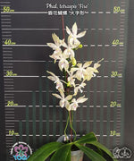 Carica l'immagine nel visualizzatore Galleria, Phalaenopsis tetraspis 'Fire'