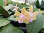 Carica l'immagine nel visualizzatore Galleria, Phalaenopsis venosa "Chestnut" x lindenii