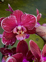 Carica l'immagine nel visualizzatore Galleria, Phalaenopsis Willow