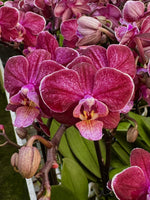 Carica l'immagine nel visualizzatore Galleria, Phalaenopsis Willow