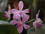 Carica l'immagine nel visualizzatore Galleria, Phalaenopsis wilsonii x Phal. doweryensis