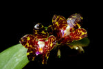 Carica l'immagine nel visualizzatore Galleria, Phalaenopsis YangYang Gigan Cherry (Phal. Jong's Gigan Cherry × Phal. gigantea)