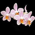 Carica l'immagine nel visualizzatore Galleria, Phalaenopsis Gretchen (gigantea 'Jumbo Bay' × stuartiana 'Jumbo')