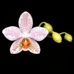 Carica l'immagine nel visualizzatore Galleria, Phalaenopsis Gretchen (gigantea 'Jumbo Bay' × stuartiana 'Jumbo')