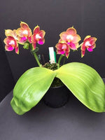 Carica l'immagine nel visualizzatore Galleria, Phalaenopsis Joy Spring Canary 'Orange'