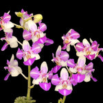 Carica l'immagine nel visualizzatore Galleria, Phalaenopsis Anna-Larati Soekardi (peloric - 3 lips)