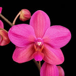 Carica l'immagine nel visualizzatore Galleria, Phalaenopsis Buddha's Treasure '3385'