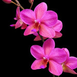 Carica l'immagine nel visualizzatore Galleria, Phalaenopsis Buddha's Treasure '3385'
