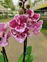 Carica l'immagine nel visualizzatore Galleria, Phalaenopsis Joy Spot - Big Lip