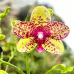 Carica l'immagine nel visualizzatore Galleria, Phalaenopsis Tristar Peoker (Grosseto)